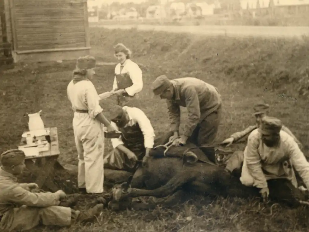 Eläinlääkintälotat työssään