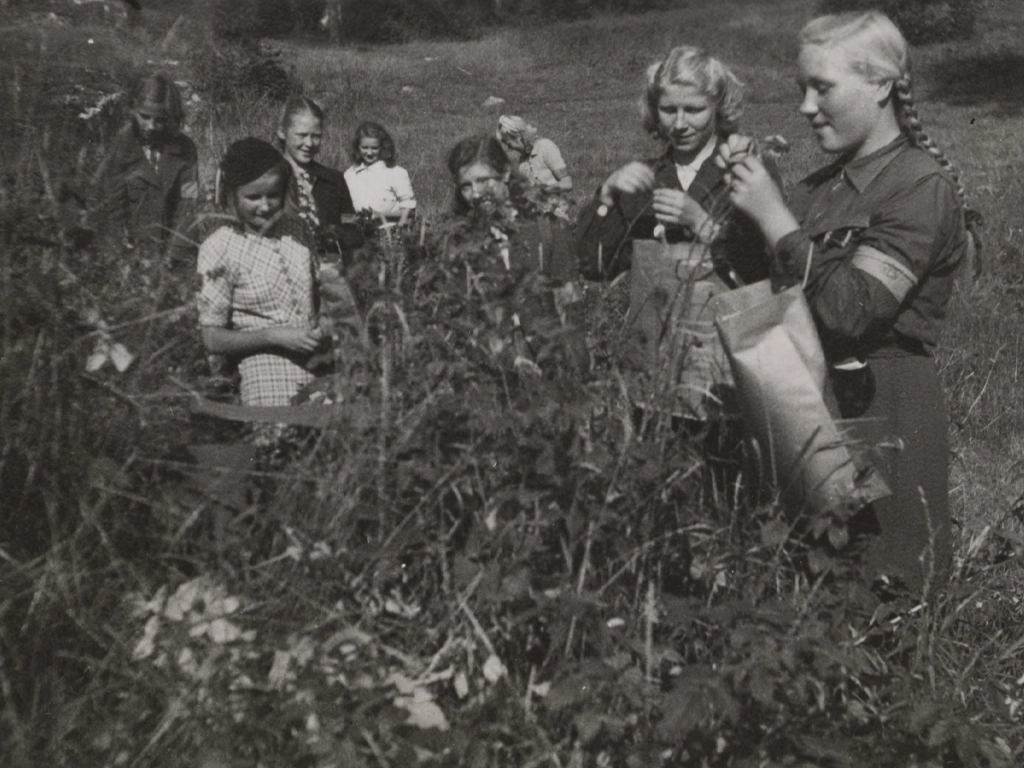Pikkulottia keräämässä vadelmanlehtiä Helsingin Käpylän suunnalla