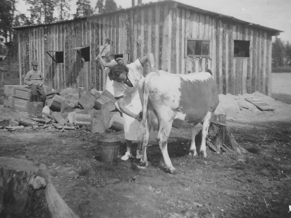 Lotat saattoivat hoitaa lehmiä myös komennuspaikoilla. Kuvassa Lotta hoitaa Tiiksan kylän lehmää jatkosodan aikana.