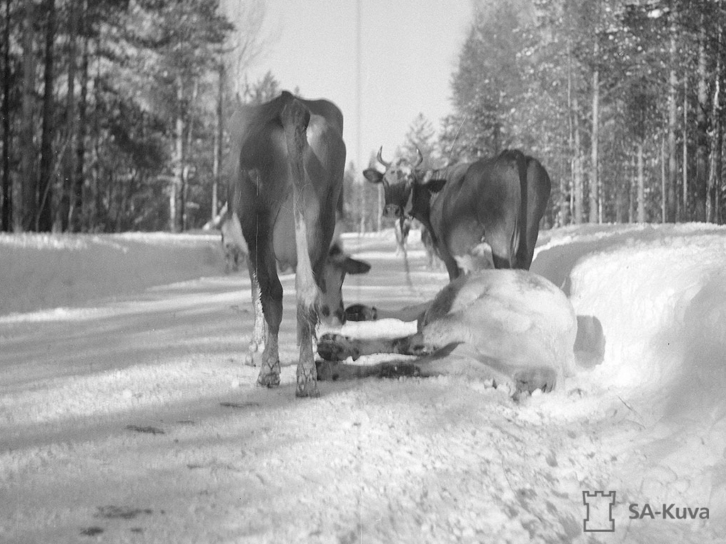 Nauta on laumaeläin, joka muodostaa suhteita toisiin lauman jäseniin. Kuvissa lehmiä evakkomatkalla.